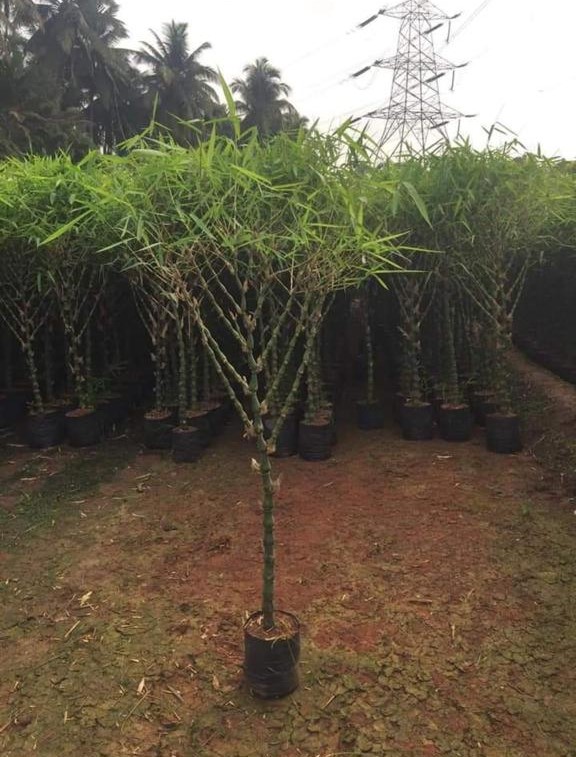 Big tree plants by Total Green Solutions — photo 3